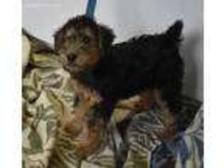 Welsh Terrier Puppy for sale in Riverside, WA, USA