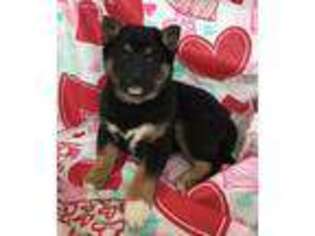 Shiba Inu Puppy for sale in Joplin, MO, USA