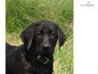 Labrador Retriever Puppy for sale in North Platte, NE, USA