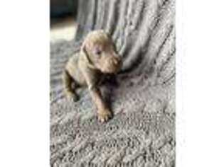 Labrador Retriever Puppy for sale in Rochester, WA, USA