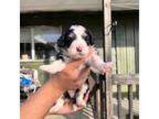 Mutt Puppy for sale in Sligo, PA, USA
