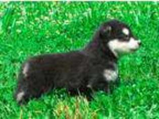 Alaskan Malamute Puppy for sale in Dunlap, TN, USA