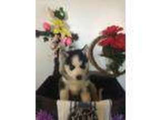 Siberian Husky Puppy for sale in Freedom, NY, USA