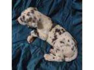 Great Dane Puppy for sale in West Monroe, LA, USA