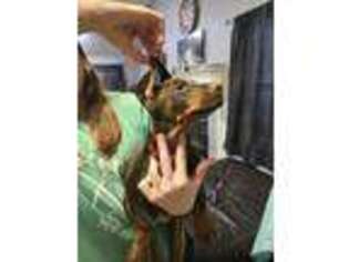 Doberman Pinscher Puppy for sale in Kountze, TX, USA