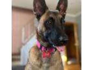 Belgian Malinois Puppy for sale in Elmwood Park, IL, USA