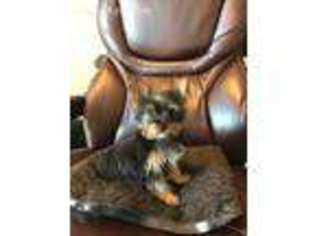 Yorkshire Terrier Puppy for sale in China Spring, TX, USA