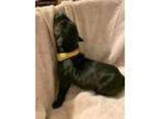 Great Dane Puppy for sale in Emporia, KS, USA