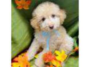 Labradoodle Puppy for sale in Sheridan, WY, USA