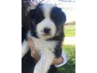 Australian Shepherd Puppy for sale in Peace Valley, MO, USA