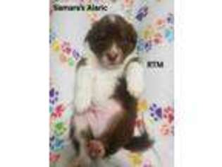 Australian Shepherd Puppy for sale in Pemberville, OH, USA