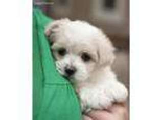 Maltese Puppy for sale in Littleton, CO, USA