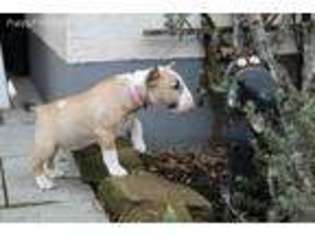 Bull Terrier Puppy for sale in Baltimore, MD, USA