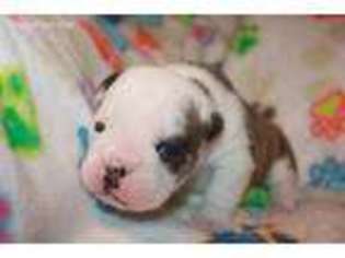 Bulldog Puppy for sale in Garland, NC, USA