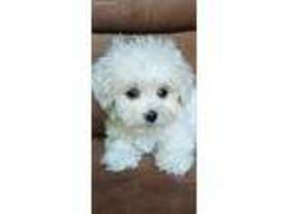 Shih-Poo Puppy for sale in Albany, GA, USA