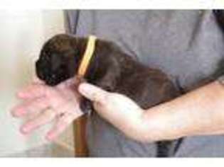 Bullmastiff Puppy for sale in Godley, TX, USA