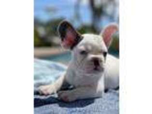 French Bulldog Puppy for sale in Upland, CA, USA