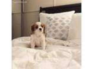 Cavalier King Charles Spaniel Puppy for sale in Park Ridge, IL, USA
