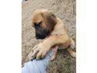 Great Dane Puppy for sale in Saint Matthews, SC, USA