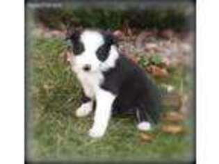 Border Collie Puppy for sale in Honey Grove, PA, USA