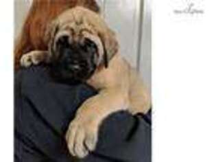 Mastiff Puppy for sale in Indianapolis, IN, USA