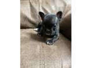 French Bulldog Puppy for sale in Lawrenceburg, KY, USA