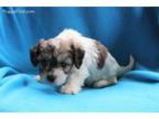 Cavachon Puppy for sale in Summerfield, NC, USA
