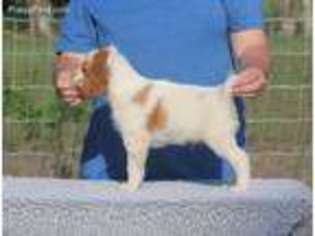 Brittany Puppy for sale in Elmdale, KS, USA