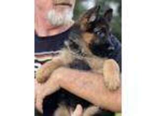 German Shepherd Dog Puppy for sale in Pelsor, AR, USA
