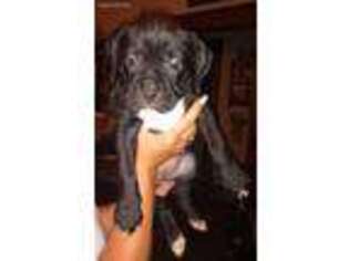 Boxer Puppy for sale in Towanda, PA, USA