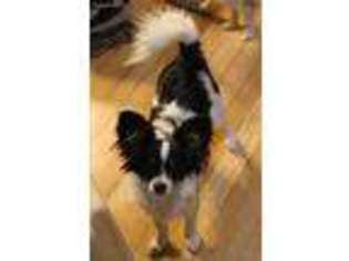 Papillon Puppy for sale in Salem, AR, USA