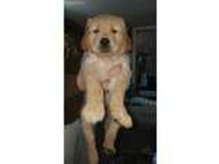 Golden Retriever Puppy for sale in Hartford City, IN, USA