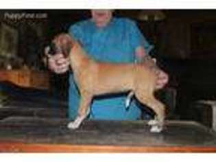 Whippet Puppy for sale in Sinks Grove, WV, USA