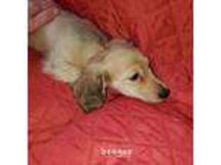 Dachshund Puppy for sale in Northport, AL, USA