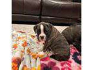 Boxer Puppy for sale in Vancouver, WA, USA