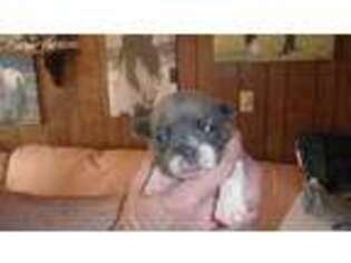 French Bulldog Puppy for sale in Litchfield, MI, USA