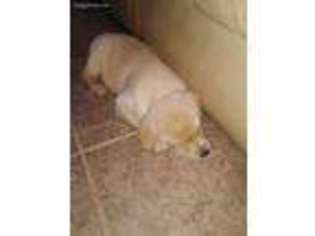 Labrador Retriever Puppy for sale in Azle, TX, USA