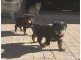 Rottweiler Puppy for sale in Boulder, CO, USA