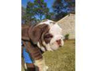 Olde English Bulldogge Puppy for sale in Spring, TX, USA