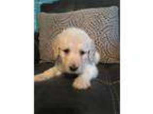 Labradoodle Puppy for sale in Mccomb, MS, USA
