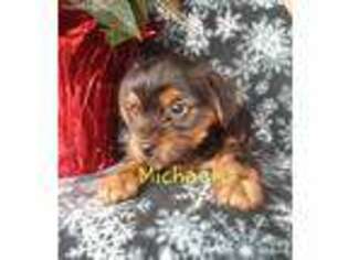 Yorkshire Terrier Puppy for sale in Mc Veytown, PA, USA