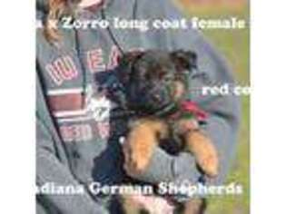 German Shepherd Dog Puppy for sale in Chrisney, IN, USA