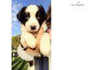 Border Collie Puppy for sale in Rochester, NY, USA