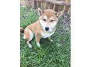 Shiba Inu Puppy for sale in Vacaville, CA, USA