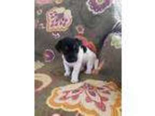 Jack Russell Terrier Puppy for sale in Crystal River, FL, USA