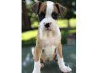 Boxer Puppy for sale in Lititz, PA, USA