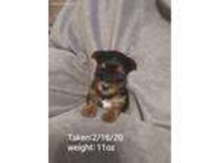 Yorkshire Terrier Puppy for sale in Pickens, SC, USA