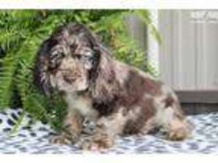 Cocker Spaniel Puppy for sale in Greensboro, NC, USA