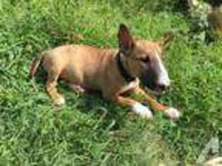 Bull Terrier Puppy for sale in FLUSHING, NY, USA