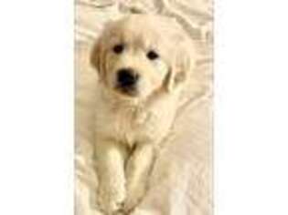Golden Retriever Puppy for sale in Windsor, PA, USA